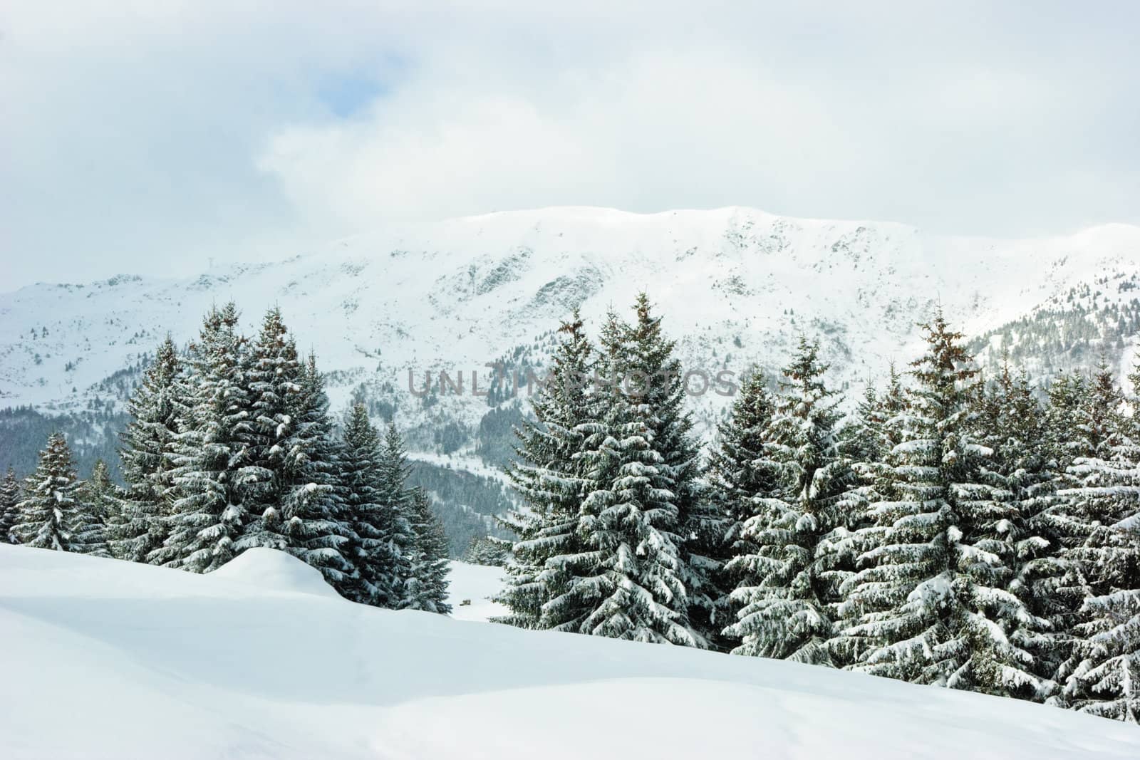 Fir trees covered with snow on winter mountain at French Alps