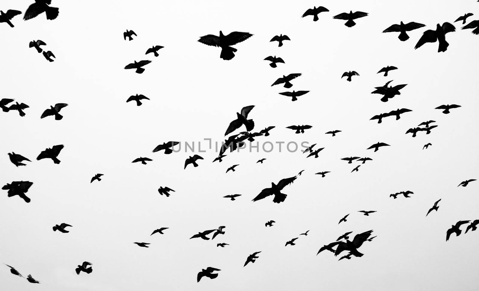 Silhouettes of flying pigeons against grey sky