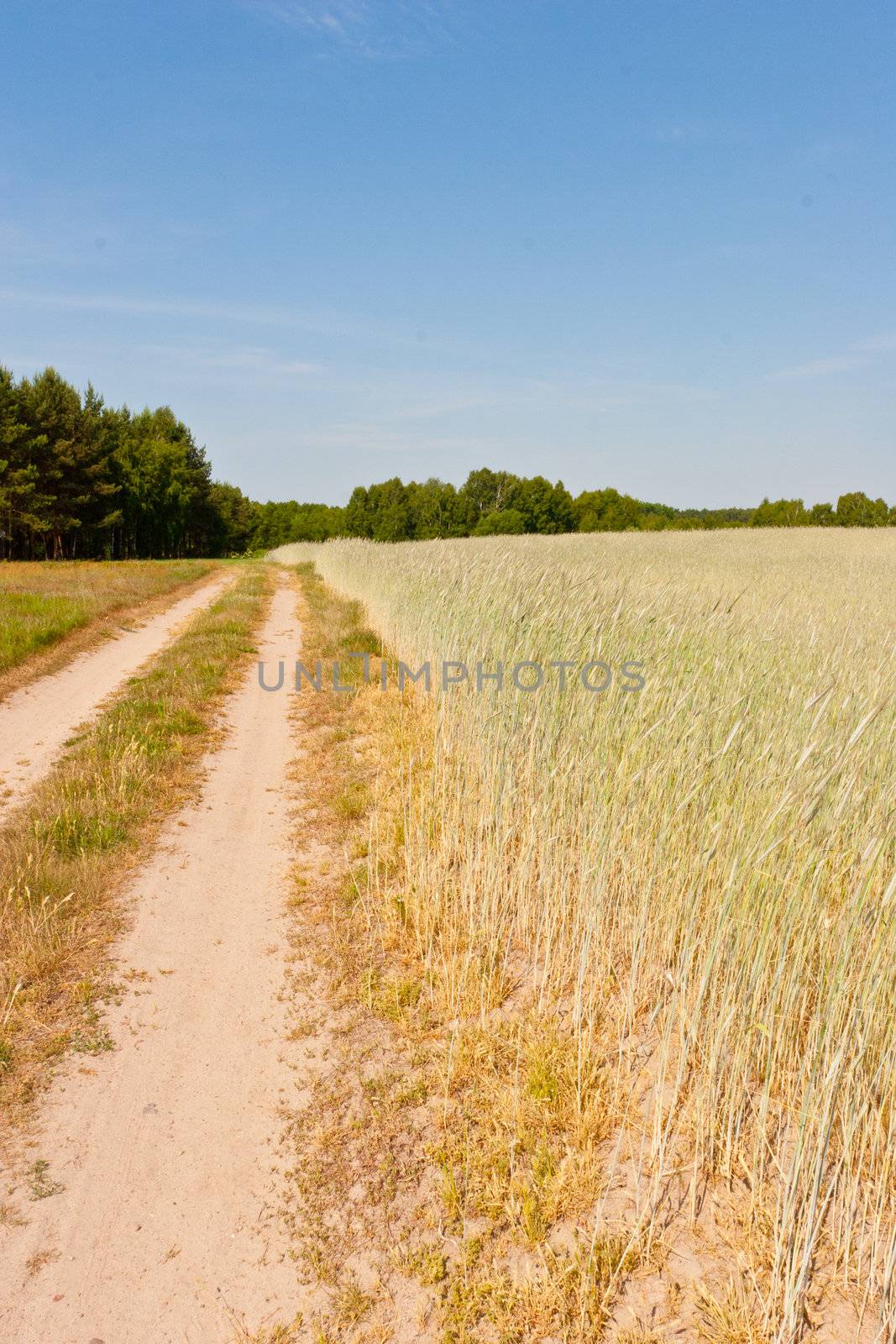 Rye (Secale cereale) is a grass grown extensively as a grain and as a forage crop. It is a member of the wheat tribe (Triticeae) and is closely related to barley and wheat.