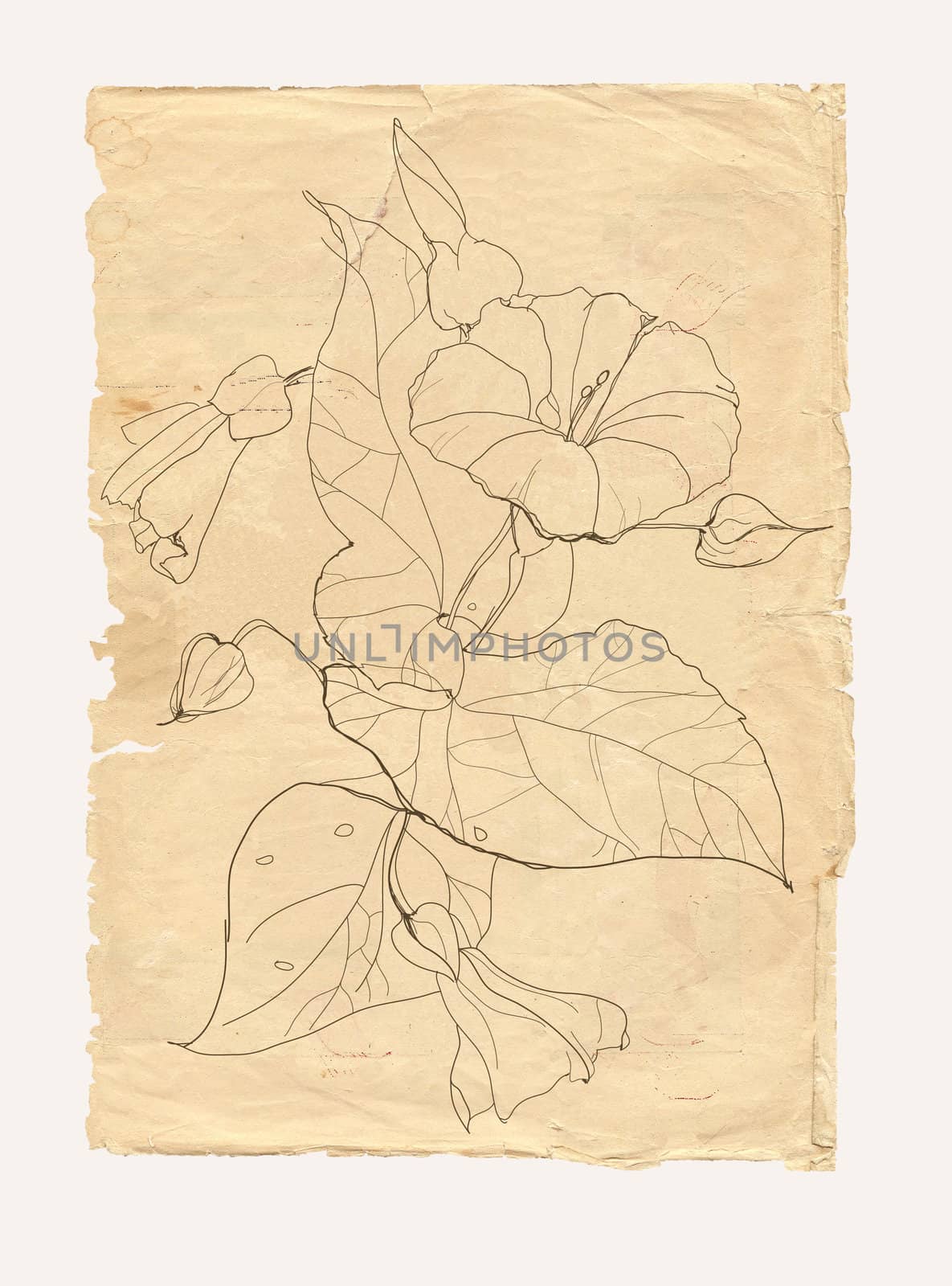 Bindweed flower drawing on old paper background