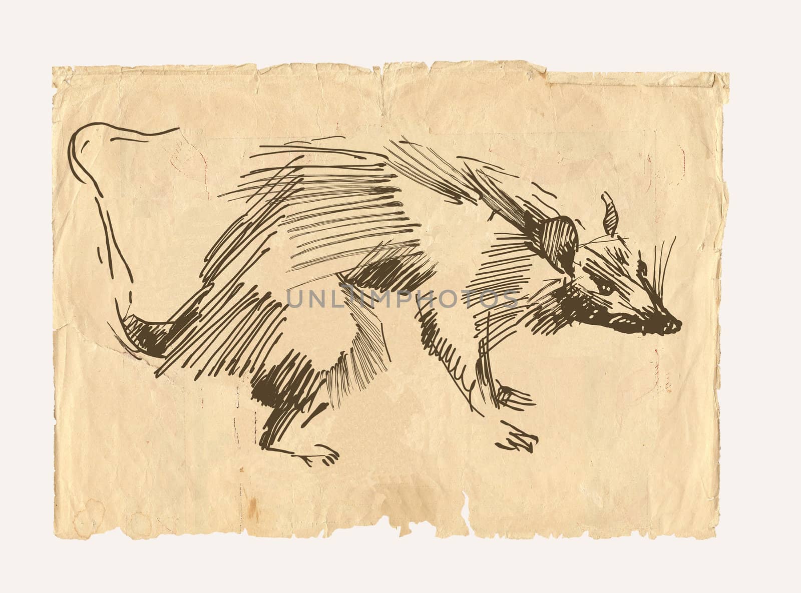 Rat drawing on old paper by vergasova