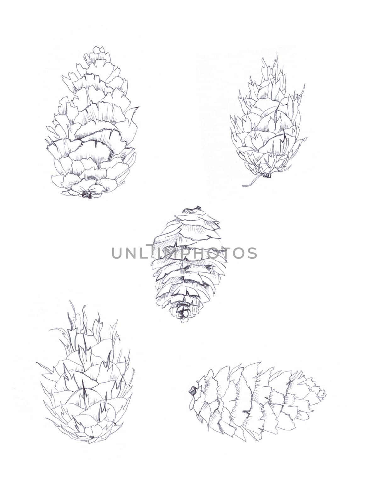 hand drawing fir-cones sketch by vergasova