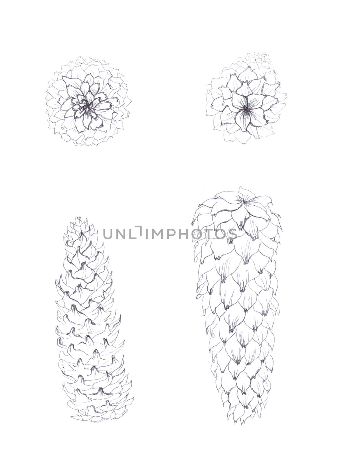 pen drawing monochrome fir-cones 