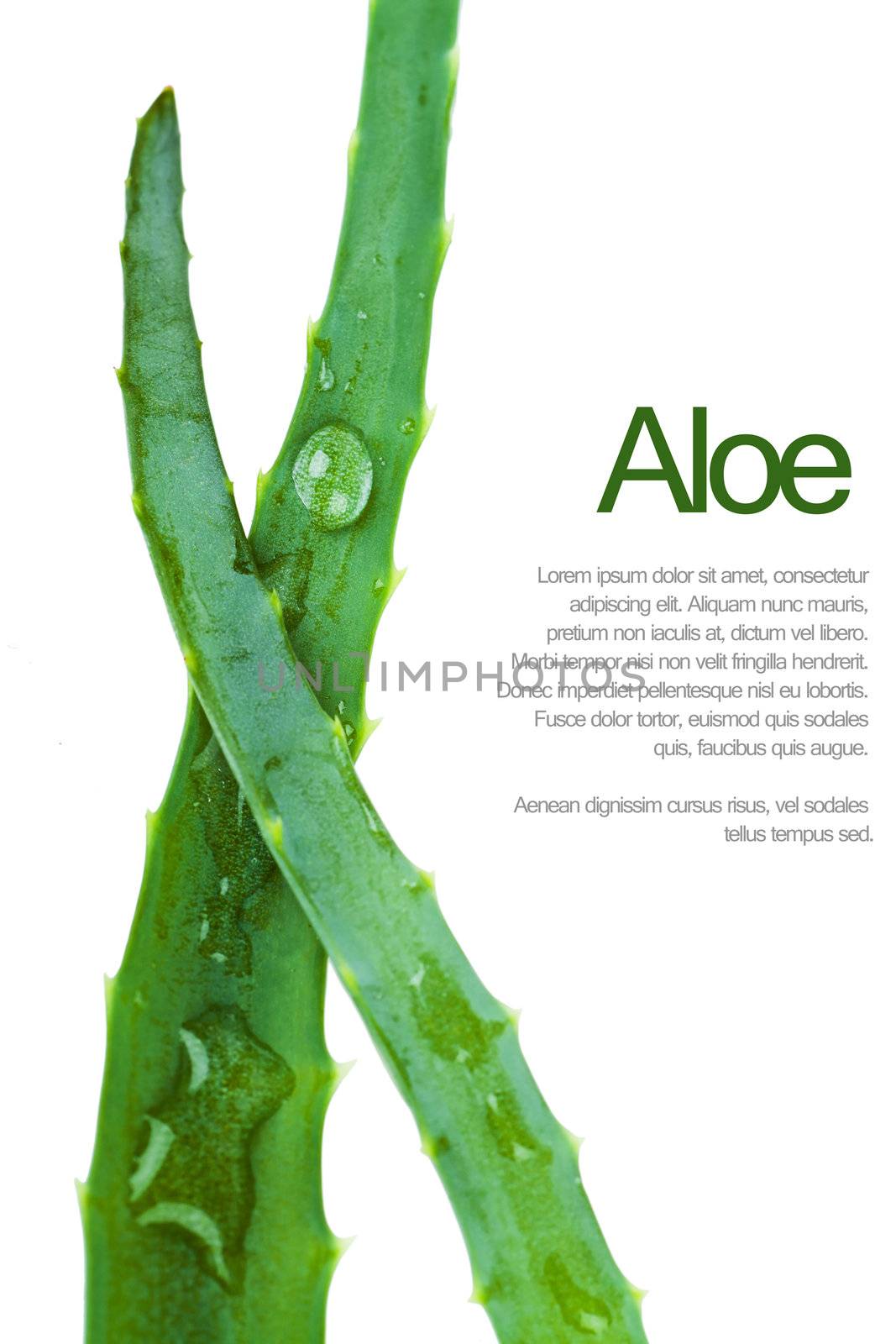 Aloe leaf by AGorohov