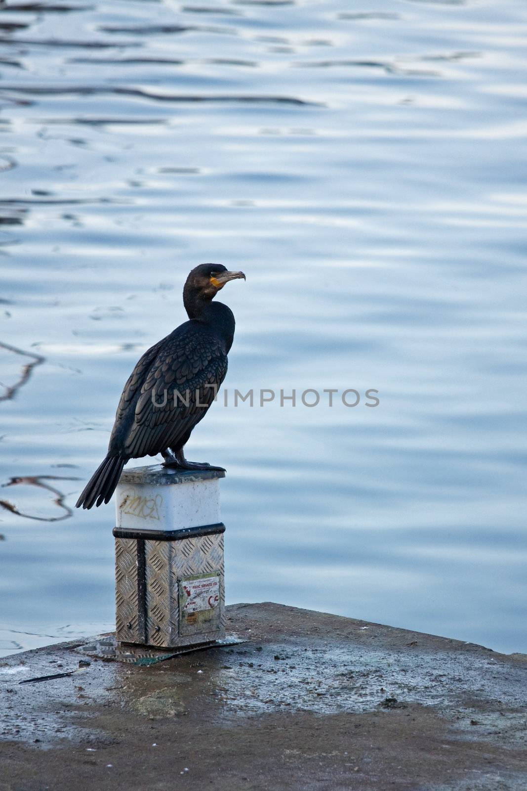 Cormorant in the harbour by pjhpix