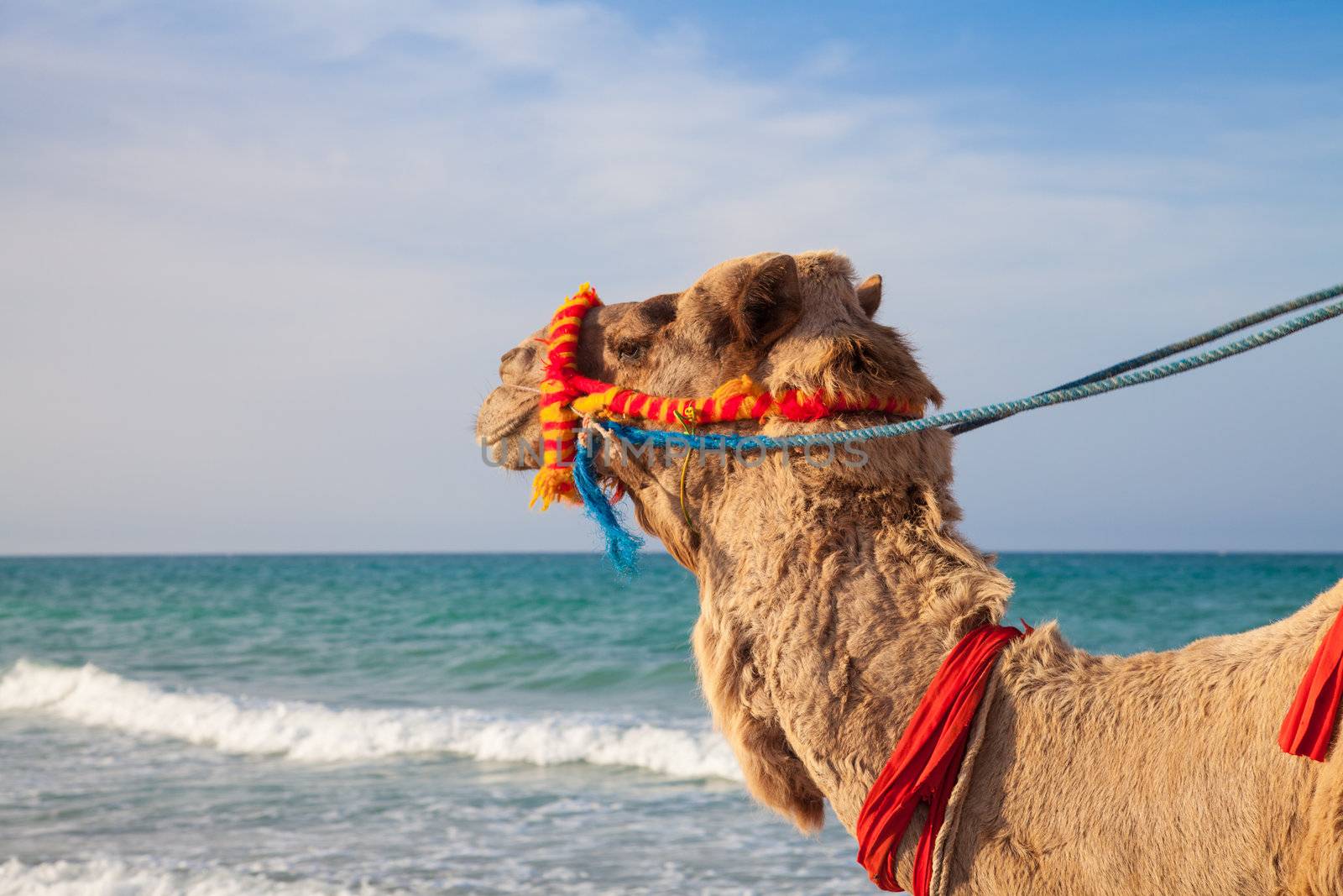Camel's portrait with sea background - Djerba Tunisia