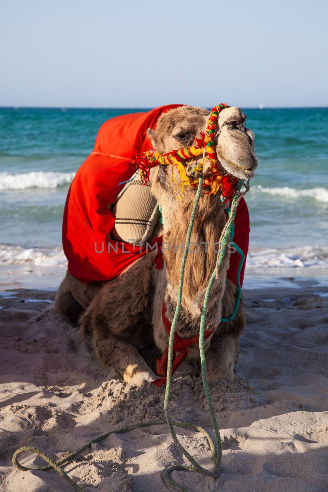 Camel sitting over sea background - Djerba Tunisia