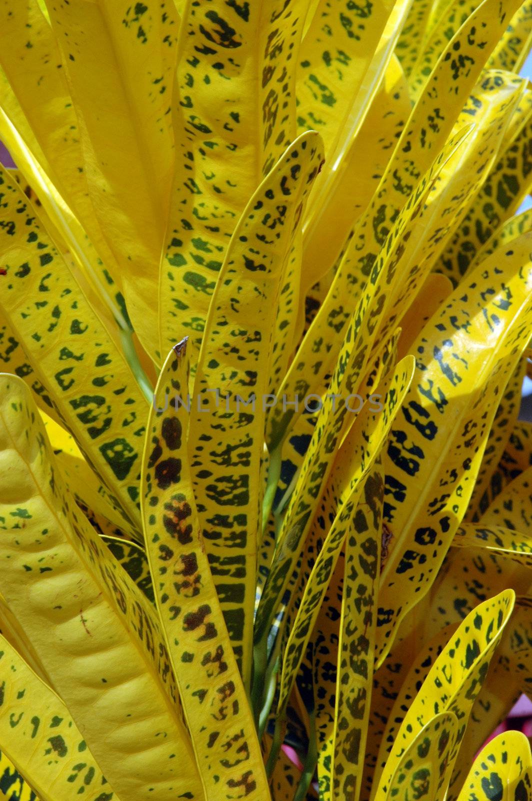 yellow jescamine - codigeum variegatum (l) blume