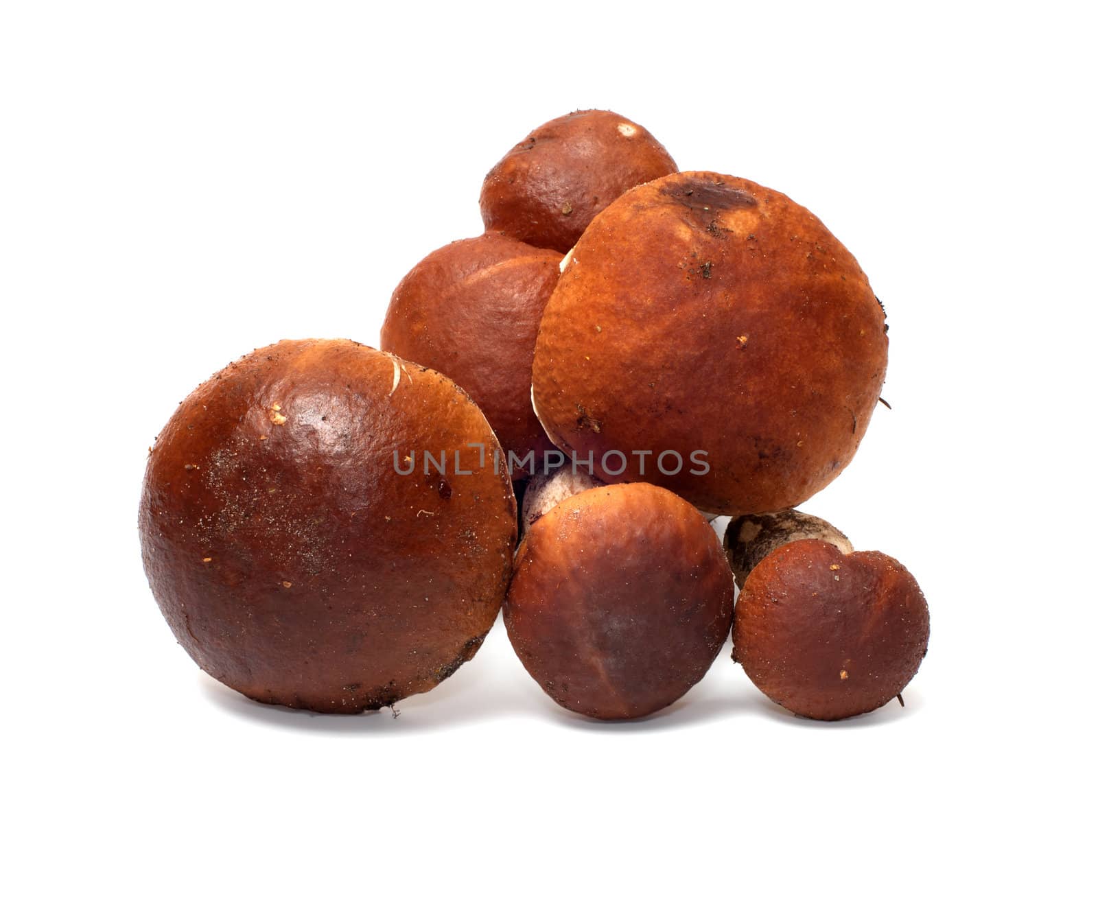 Cepes it is isolated on a white background.