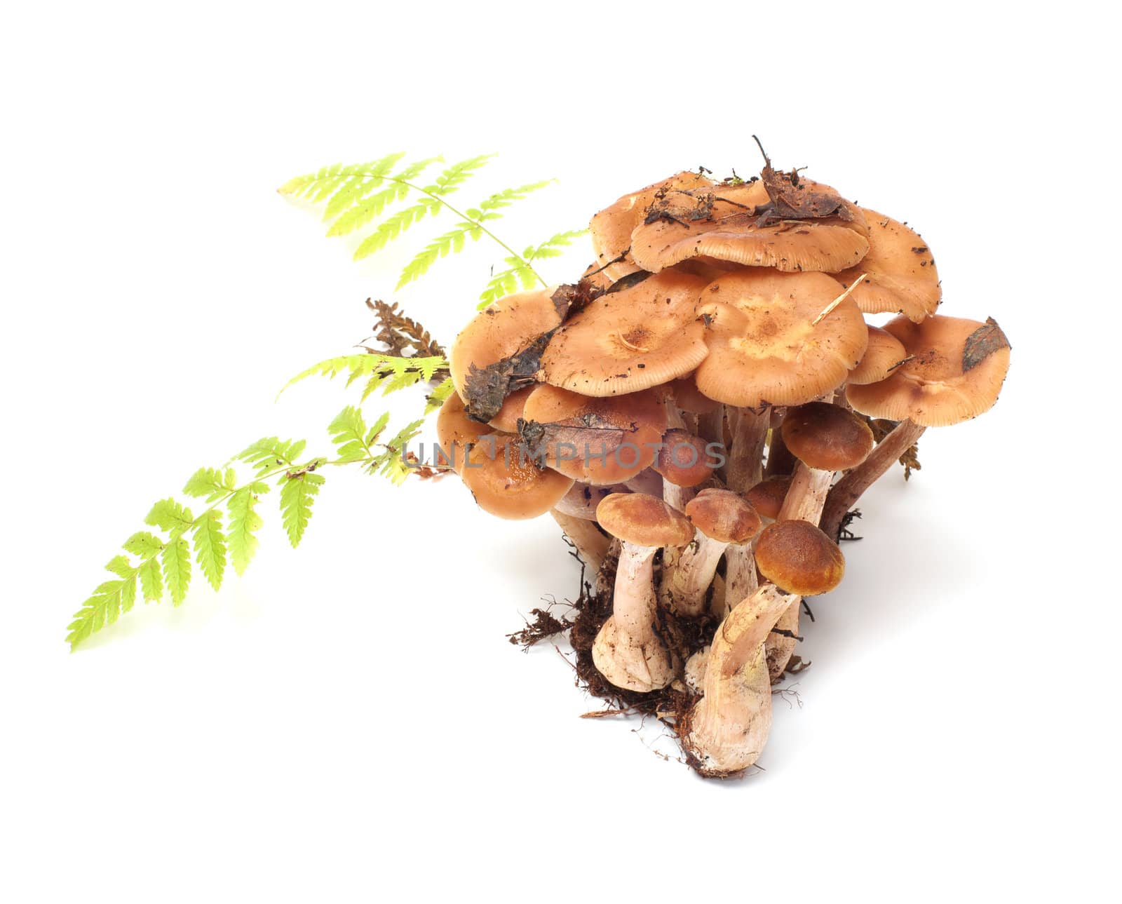 Group of honey agarics and fern on a white background.