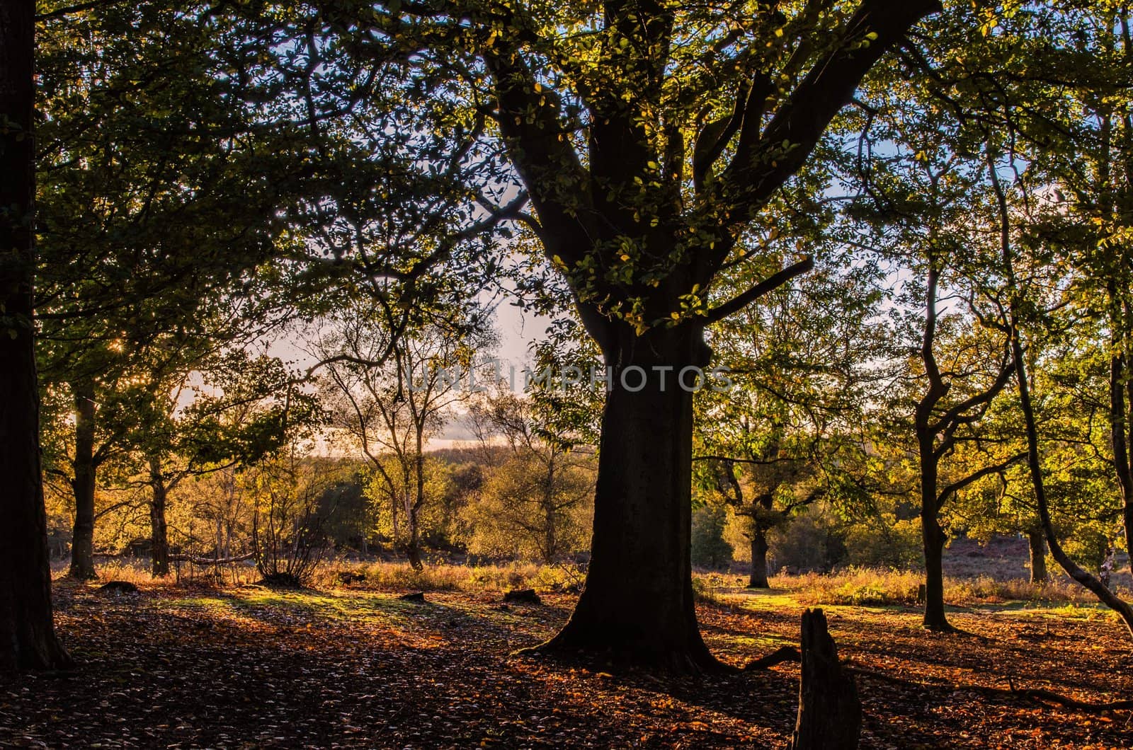 Autumnal light filtering through trees