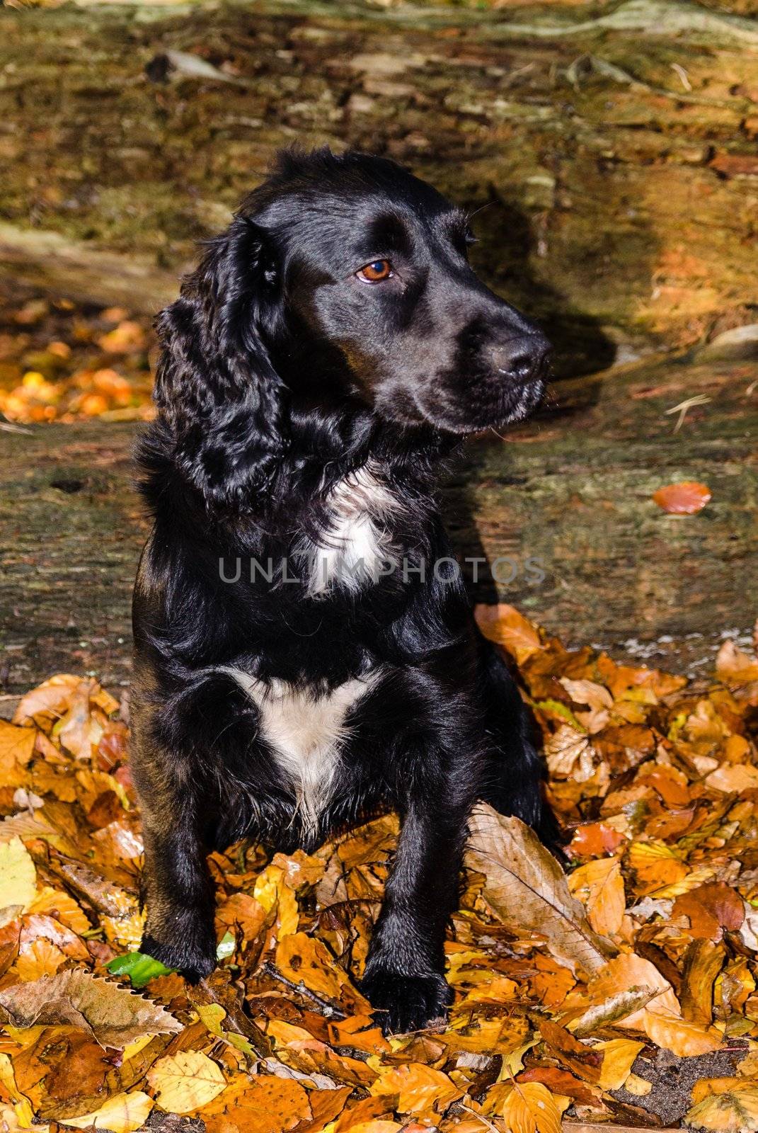 Black working Cocker Spaniel Dog sitting