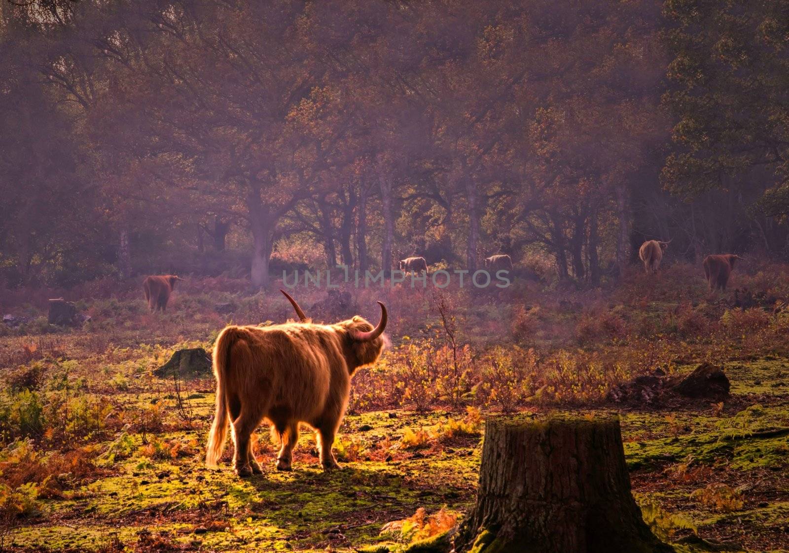 Highland Cattle by Jez22
