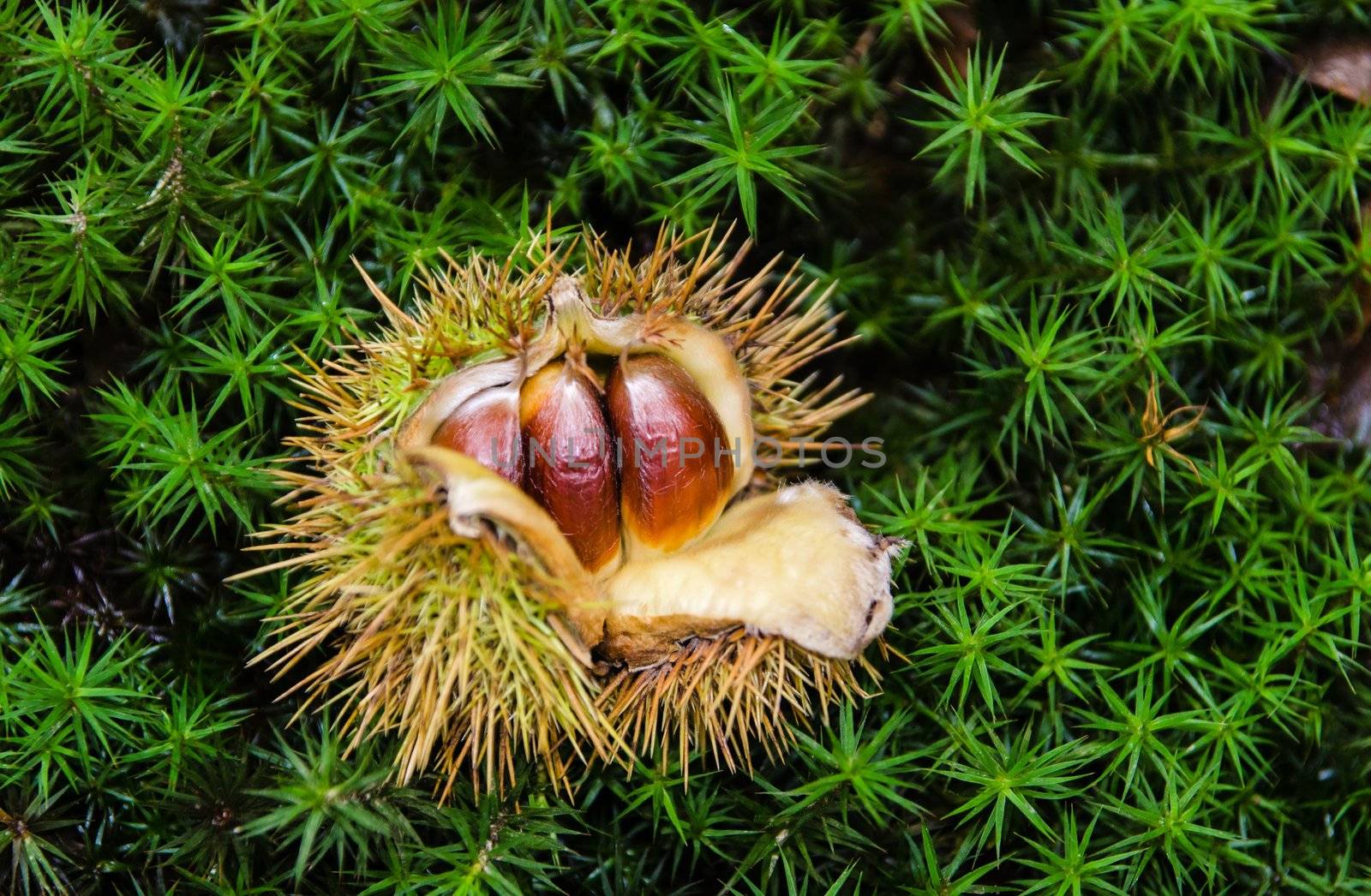 Chestnut opening on moss in a Kent woodland