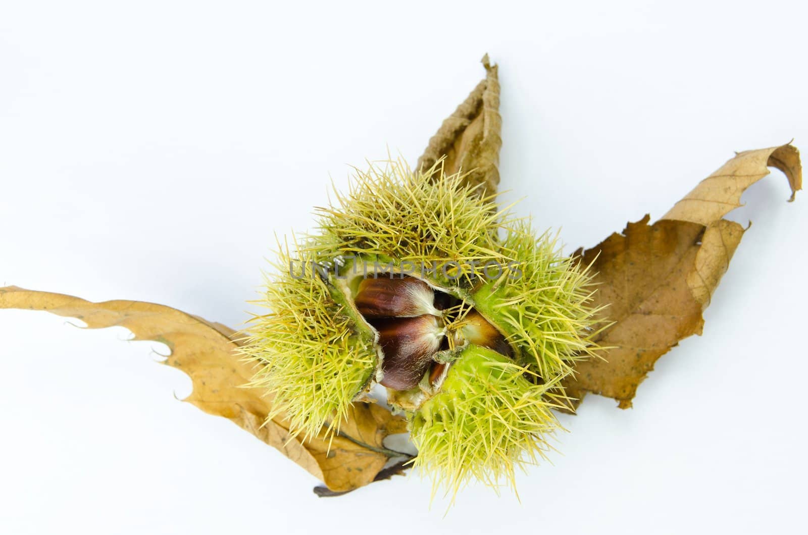 Chestnut and leaves against a white background