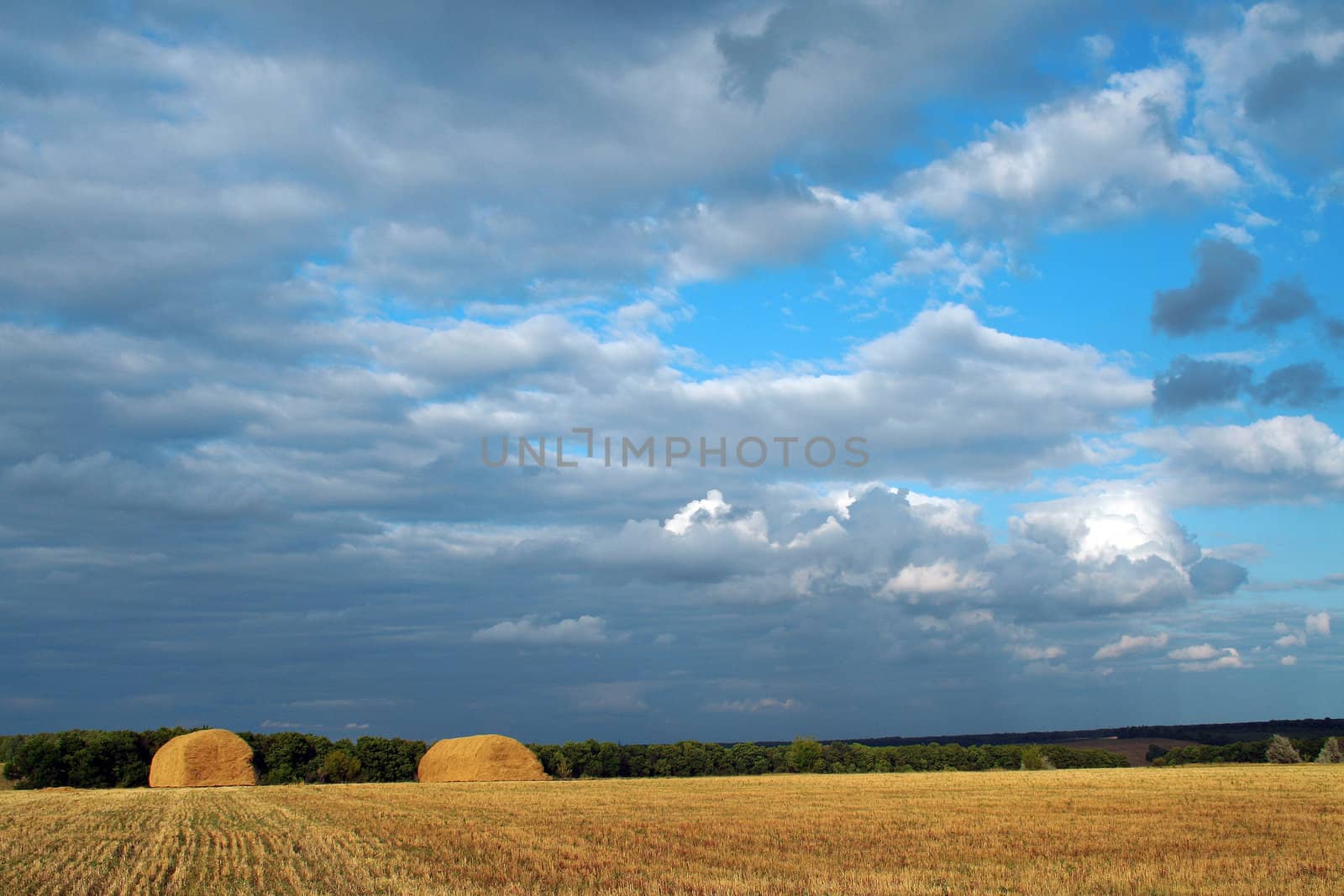 autumn field