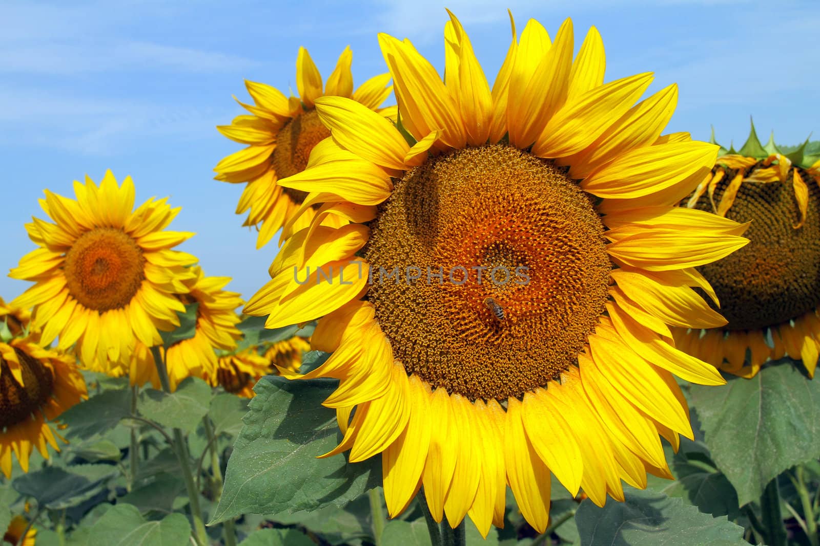 Sunflower field in Ukraine