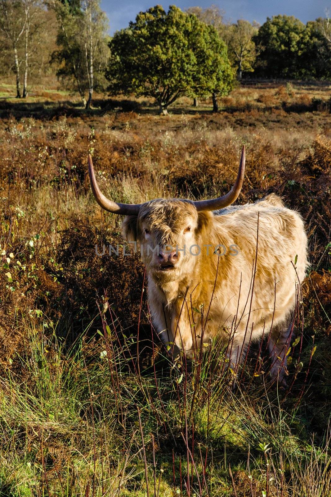 Highland cow by Jez22