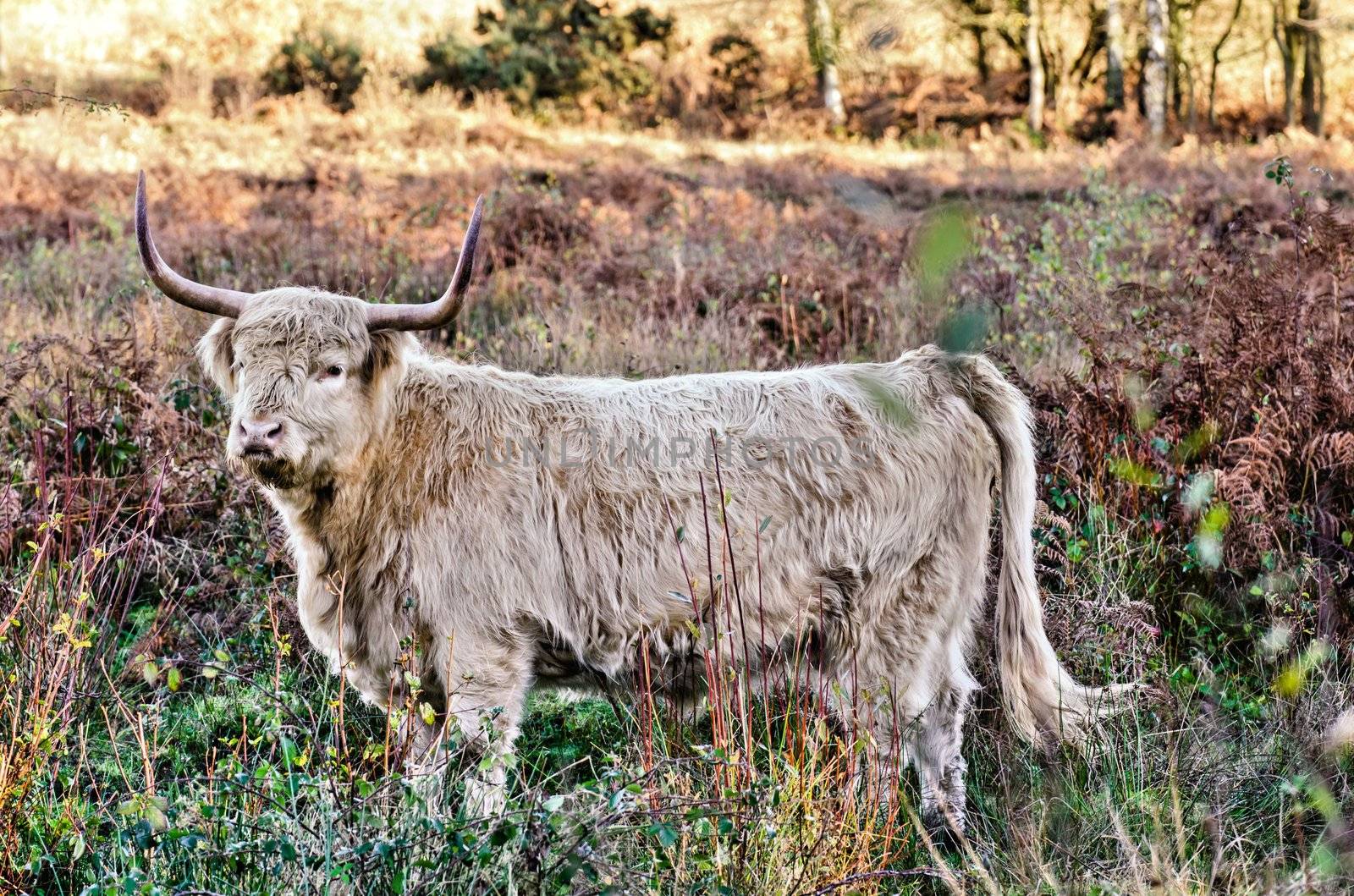 Highland cow