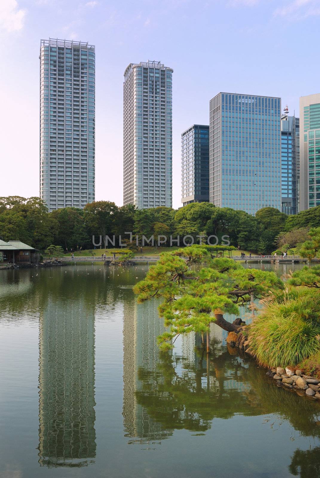 very famous Hamarikyu Zen garden with tall Shiodome skyscrapers backward  in Tokyo Japan; focus on pine tree