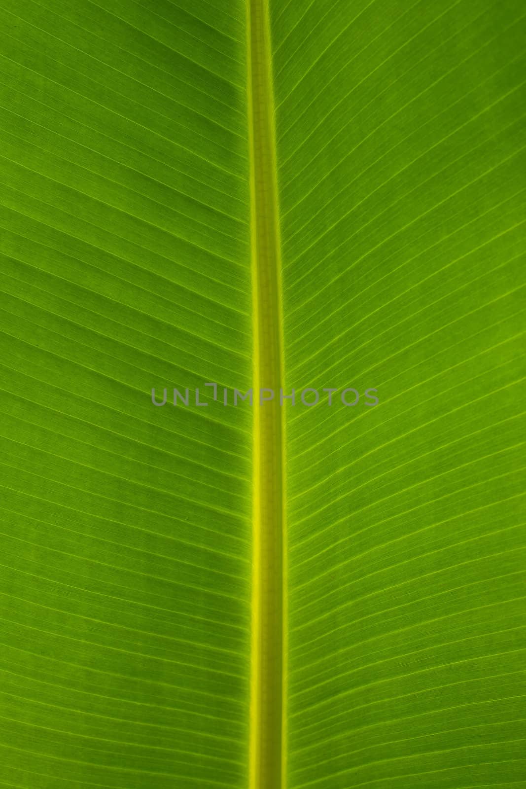 Banana Leaf background