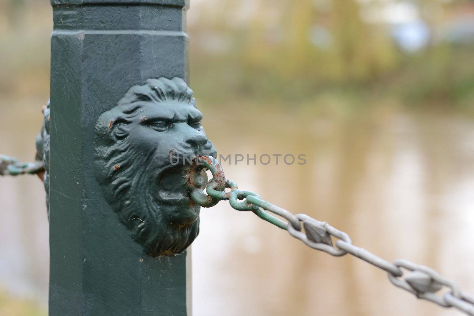 close up of lion chain fence in the park