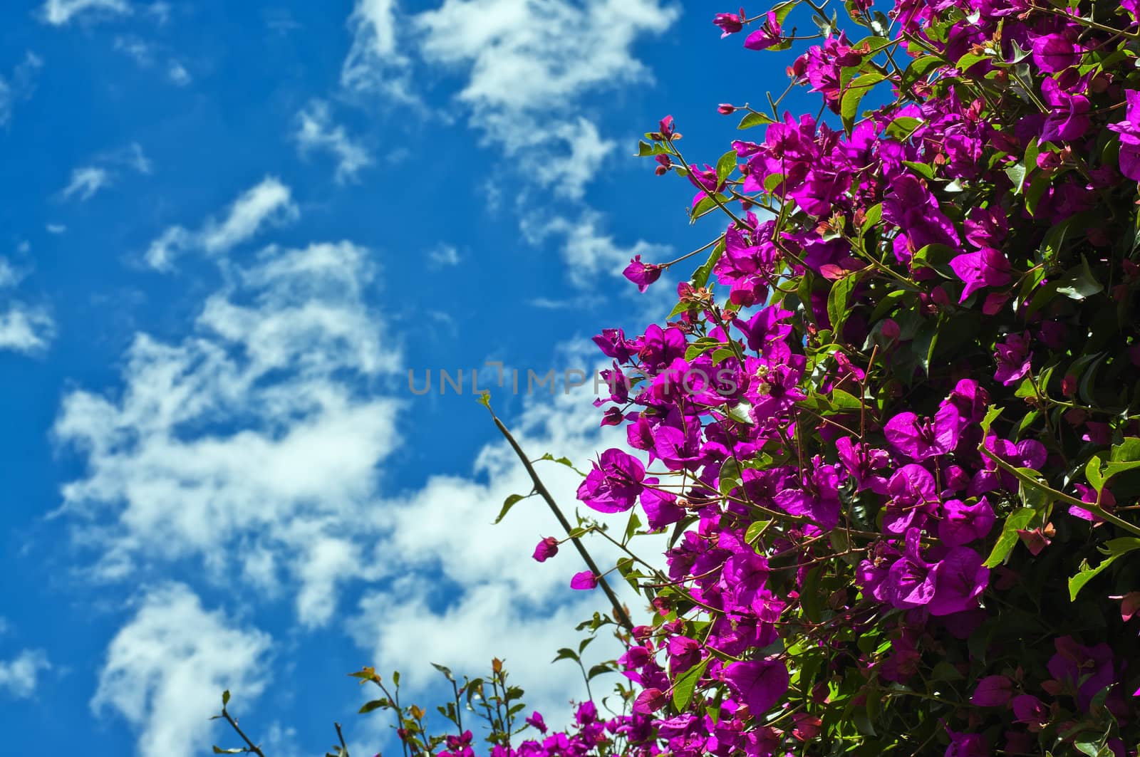 Beautiful purple Bougainvillea plant with blue sky