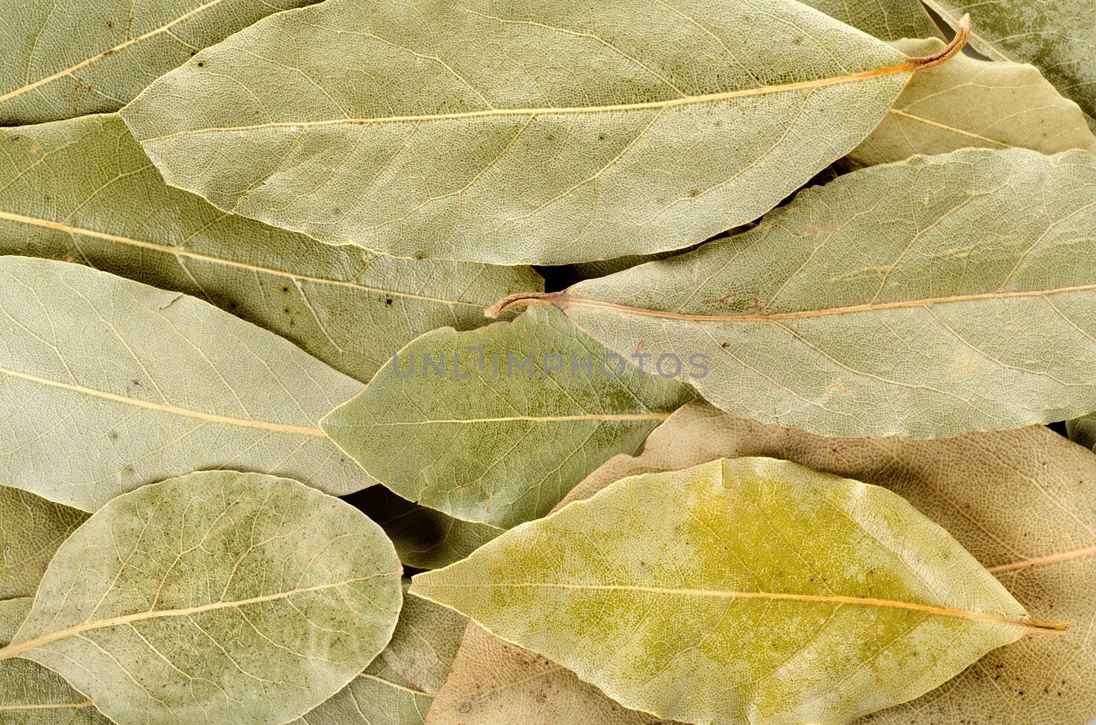 Arrangement of bay leaves in various shades of green