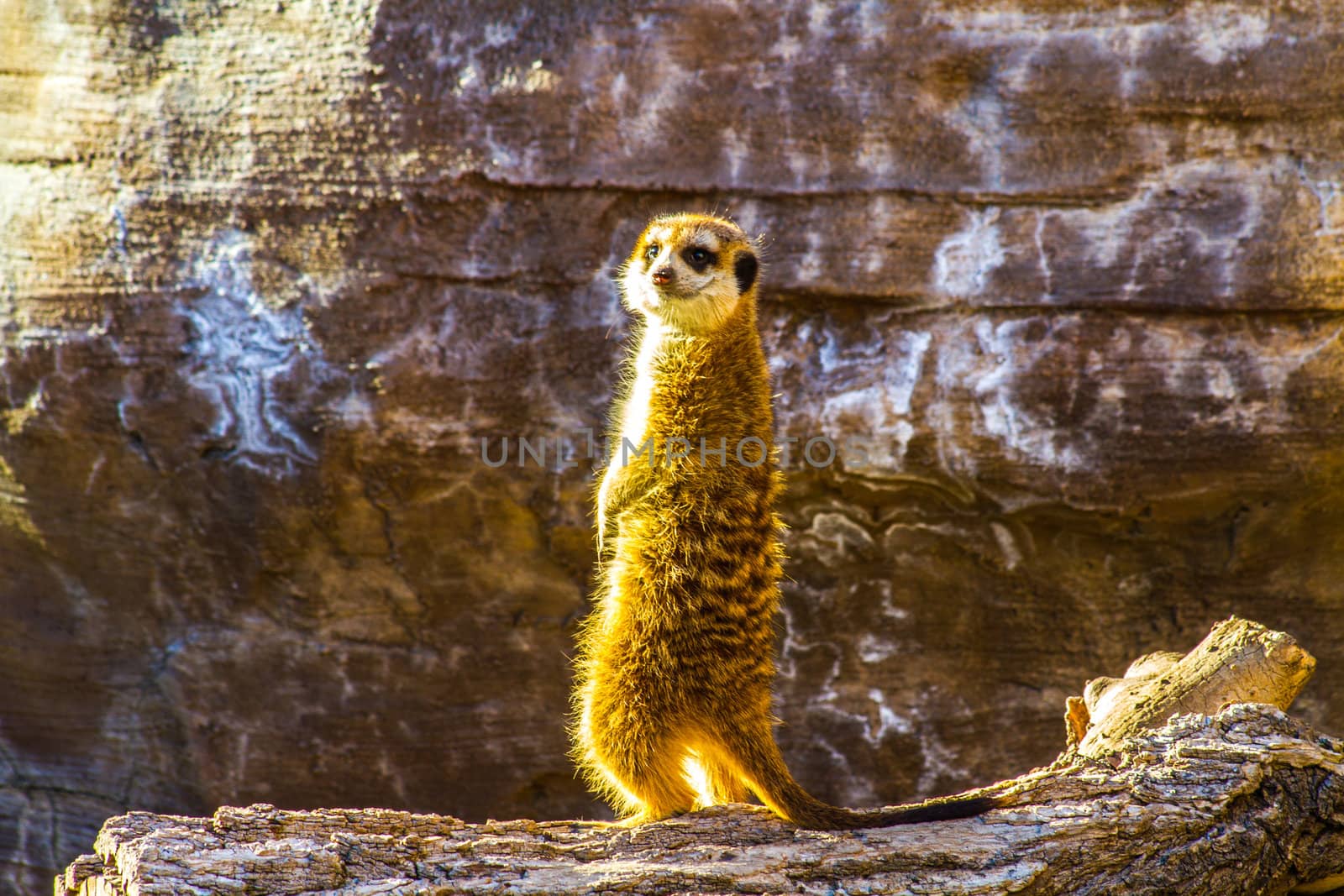 A Meerkat stands and turns to look at the camera.