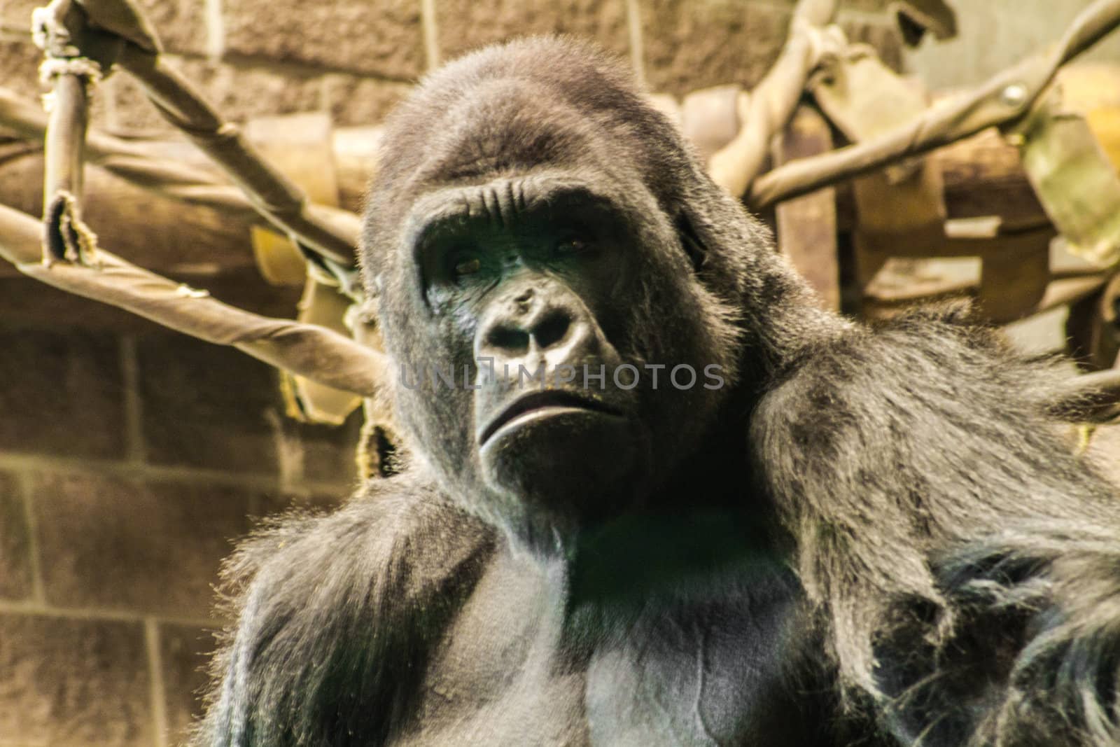 The expressive eyes of a Western Lowland Gorilla.

The western lowland gorilla lives in forests and lowland swamps in central Africa in Angola, Cameroon, Central African Republic, Congo, Democratic Republic of the Congo, Equatorial Guinea and Gabon.