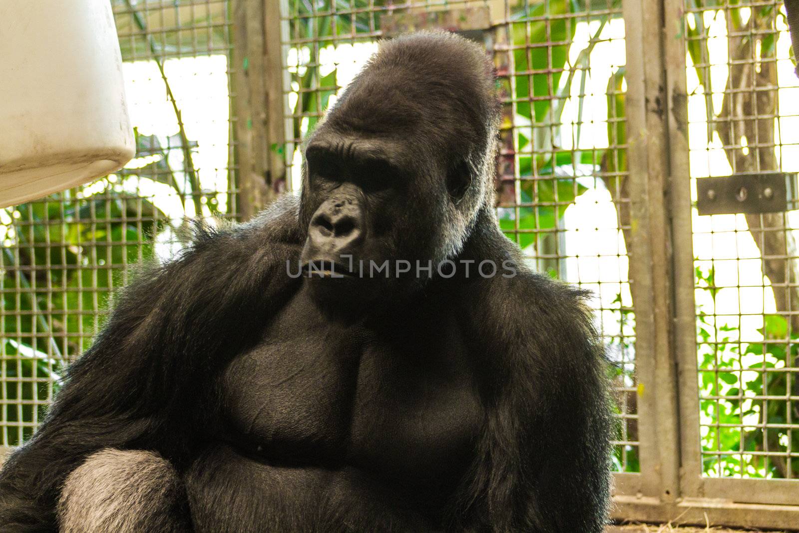 A Western Lowland Gorilla awaits feeding time.

The western lowland gorilla lives in forests and lowland swamps in central Africa in Angola, Cameroon, Central African Republic, Congo, Democratic Republic of the Congo, Equatorial Guinea and Gabon.