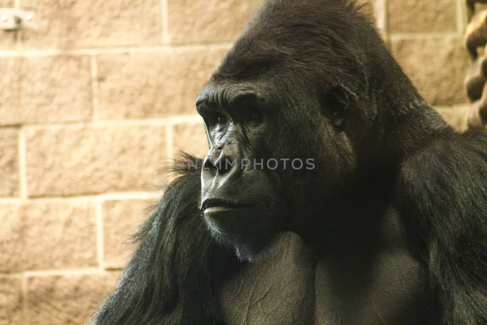 Gorilla Face 02 by britebluespot