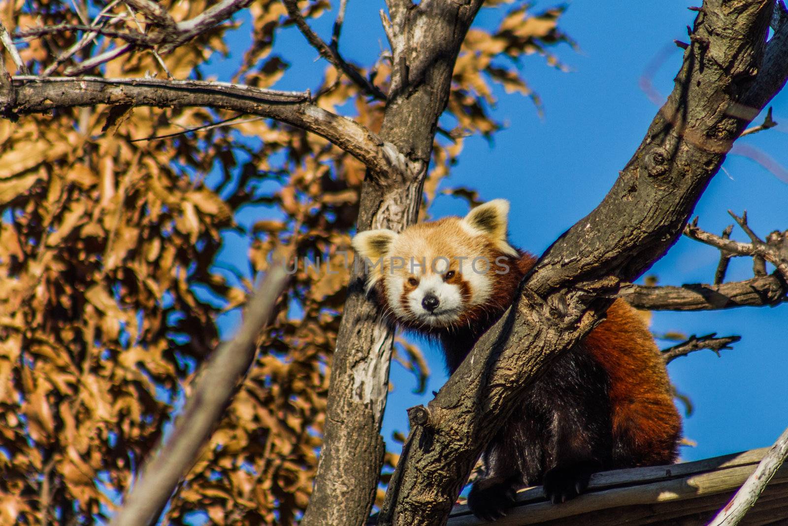 Image of a red Panda