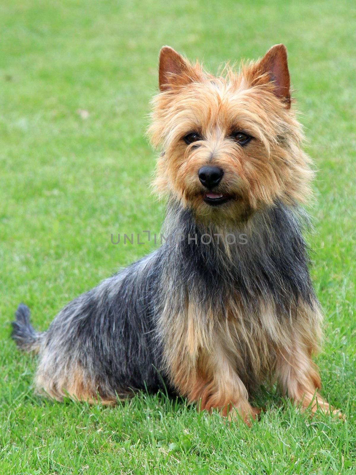 The portrait on Australian Terrier by CaptureLight