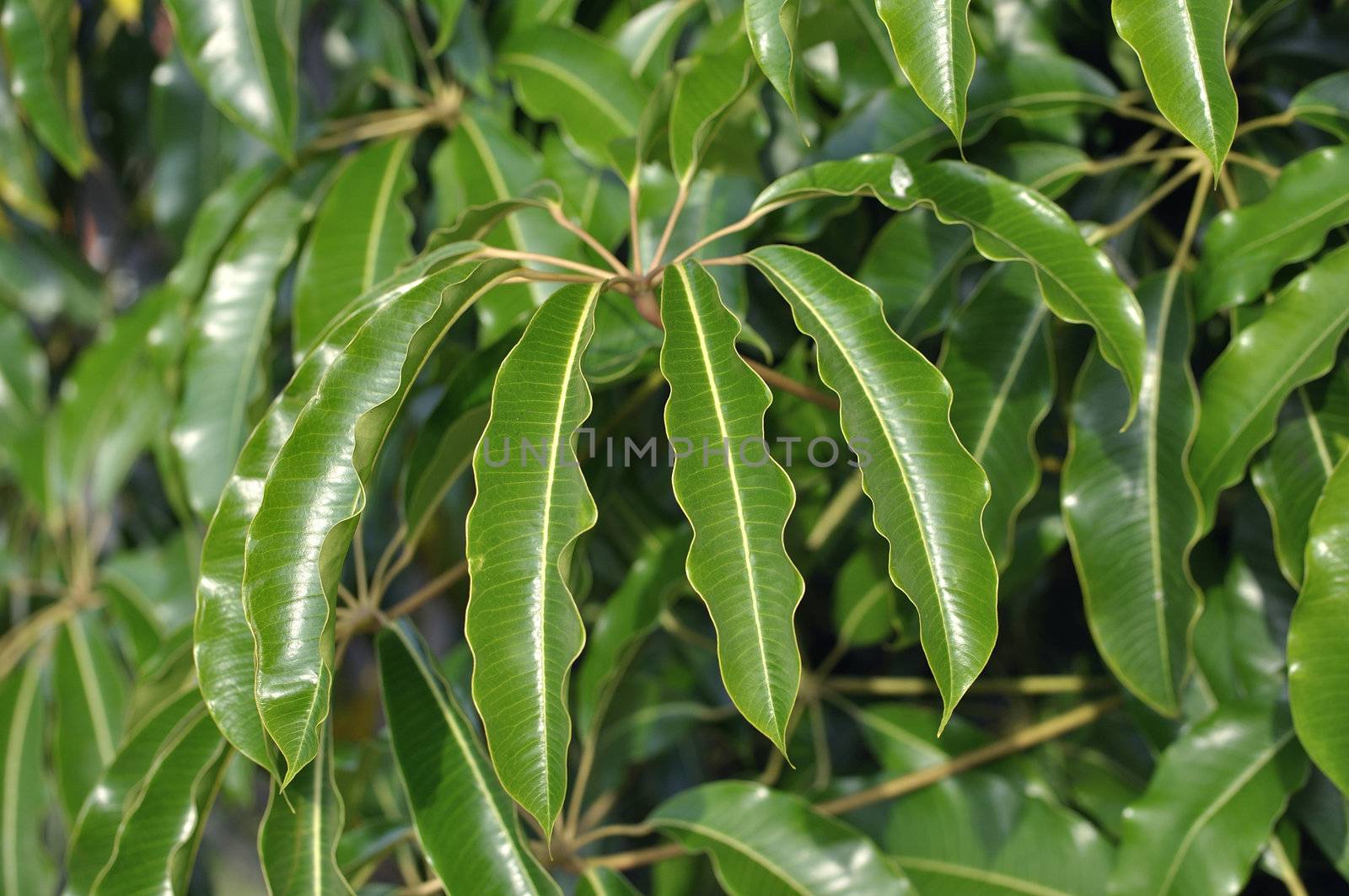 Healthy shiny green foliage of a Schefflera umbrella tree