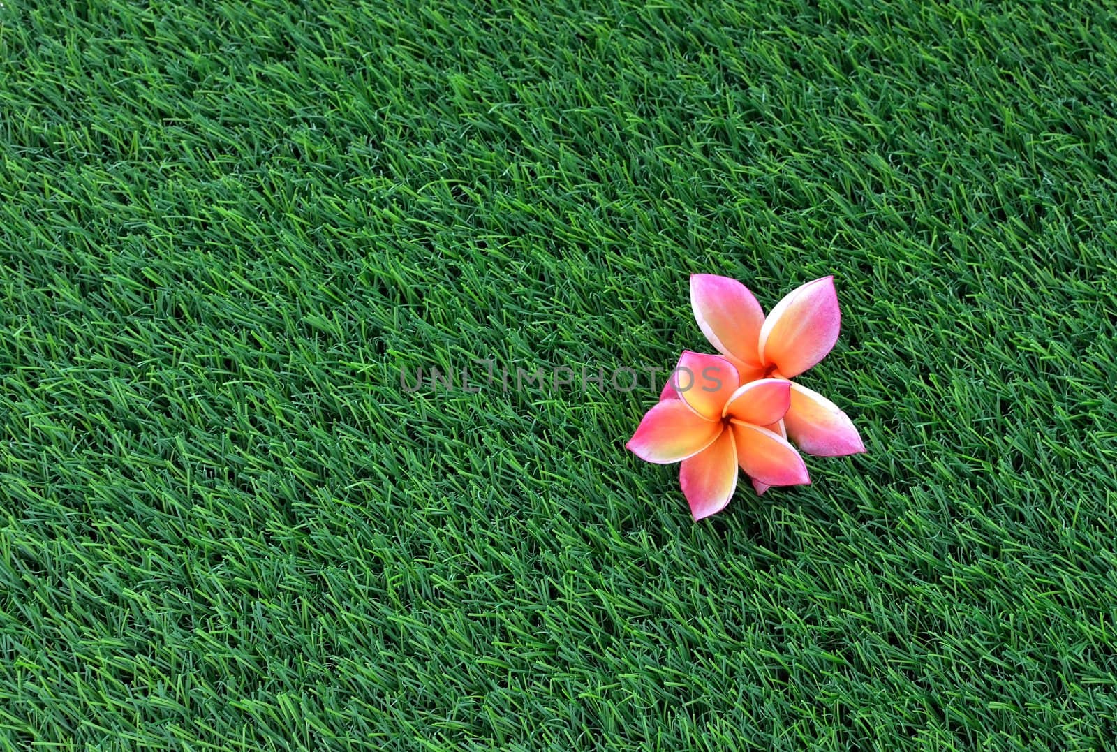 Plumeria (Frangipani) on the green grass







Plumeria on the green grass