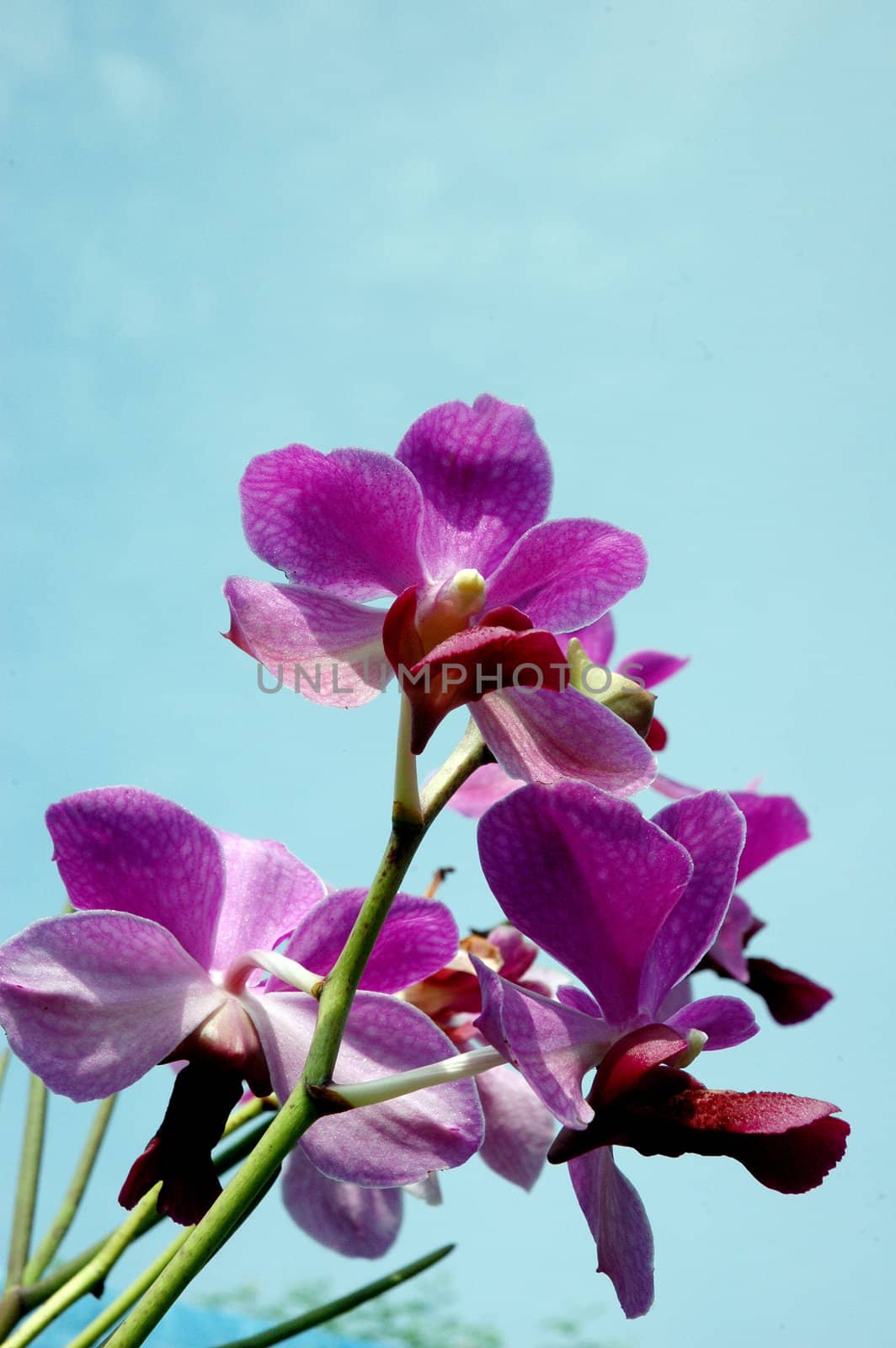 orchid flowers against a background of blue sky