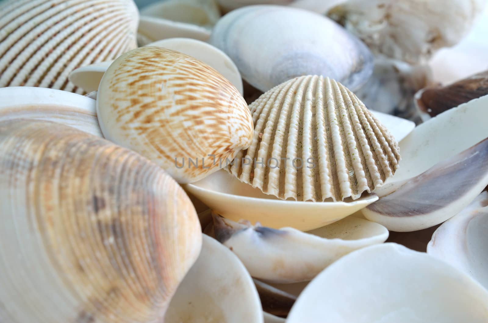 sea shells
