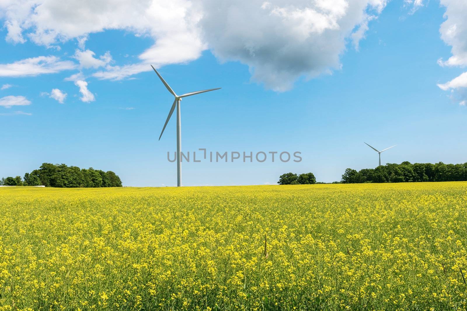 Wind propelled turbine generating electricity