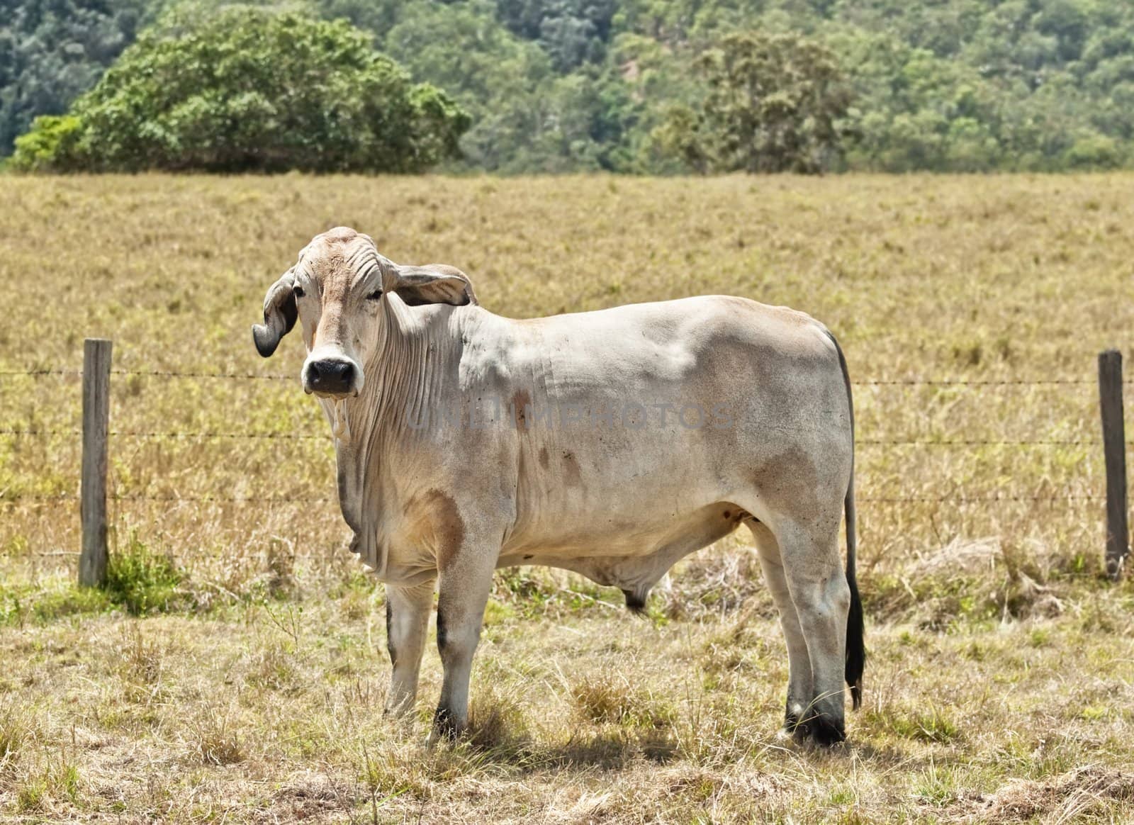 Young grey brahma cow on cattle ranch by sherj
