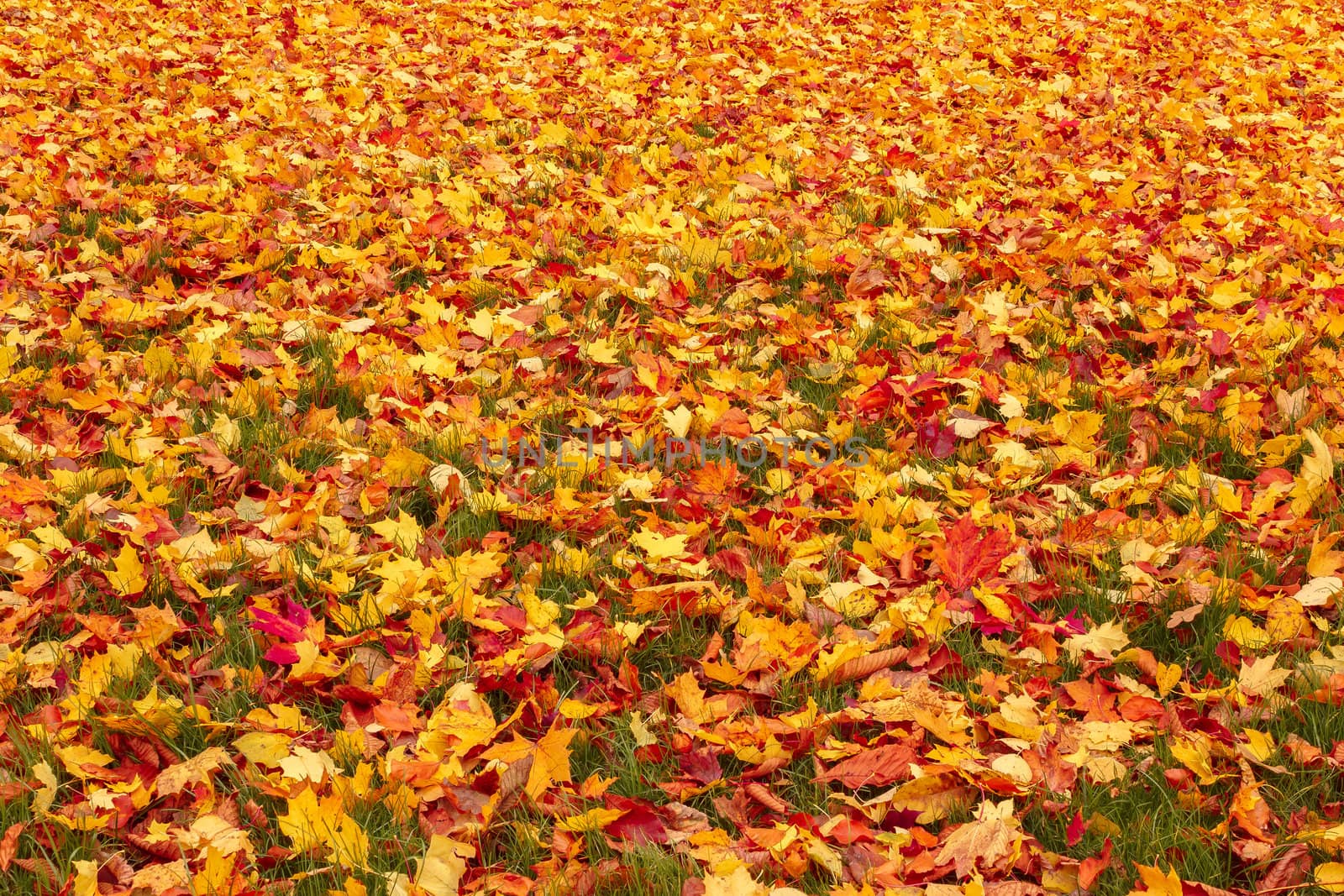 Fall orange and red autumn leaves on ground by artush