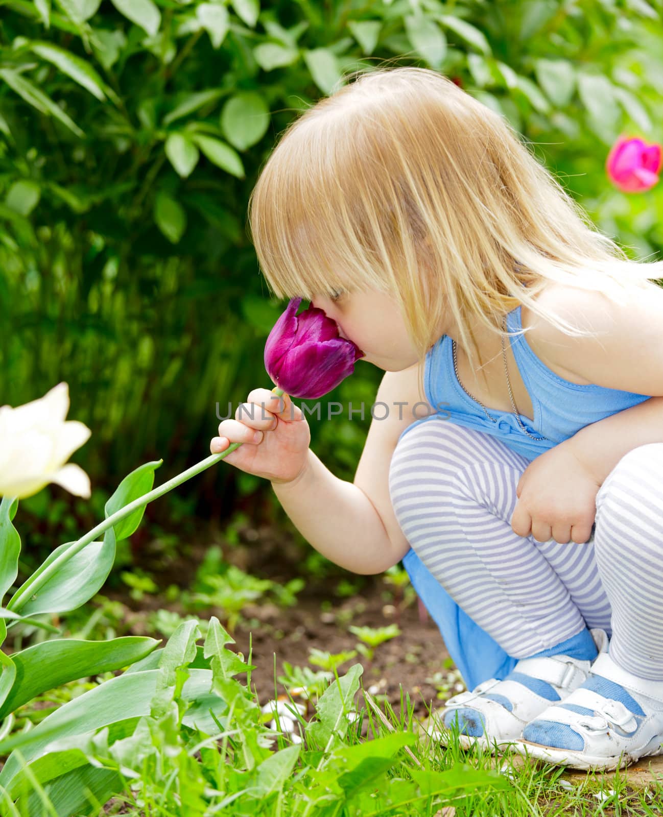 Little girl smelling red tulip in a garden