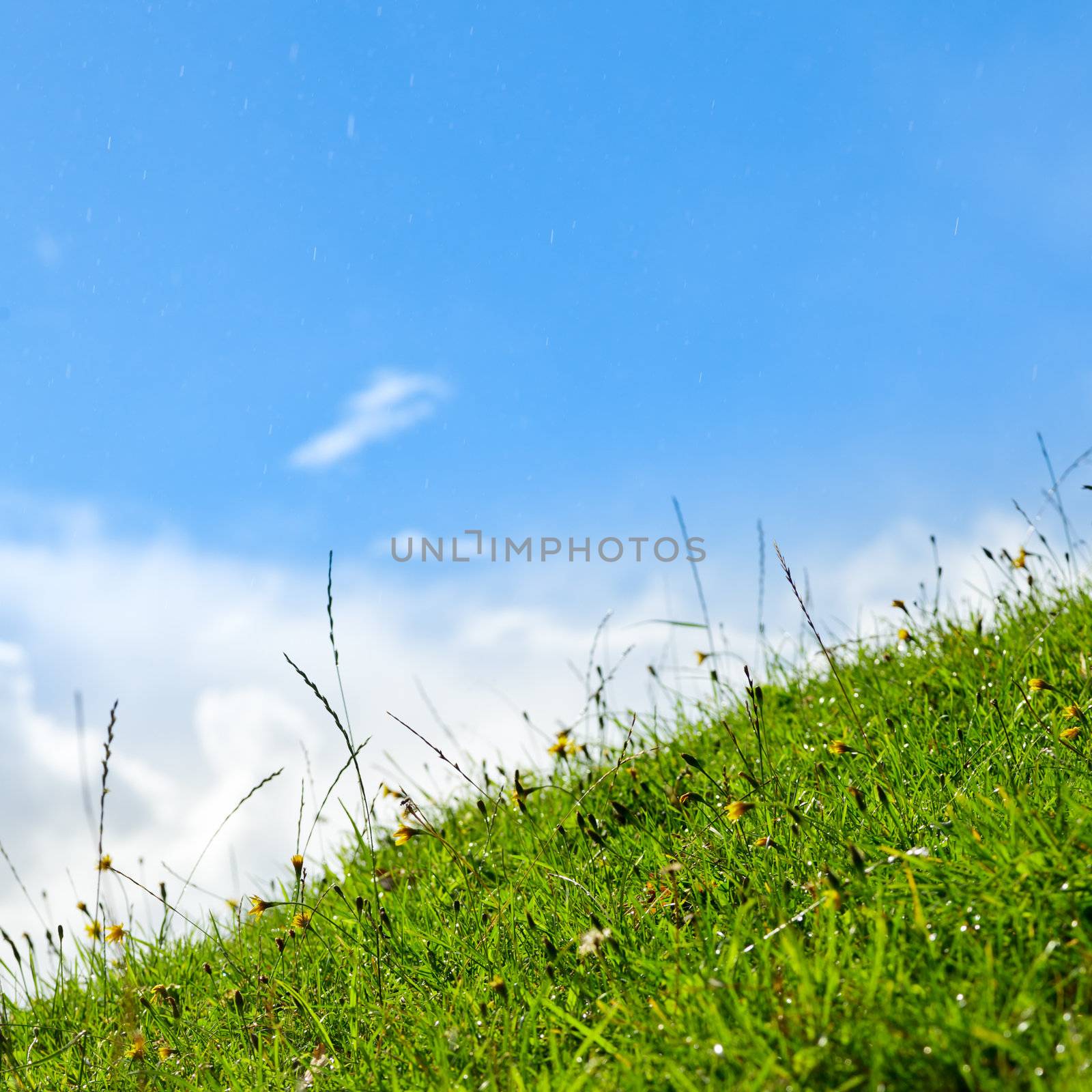 Green grass lawn against blue sky with raindrops