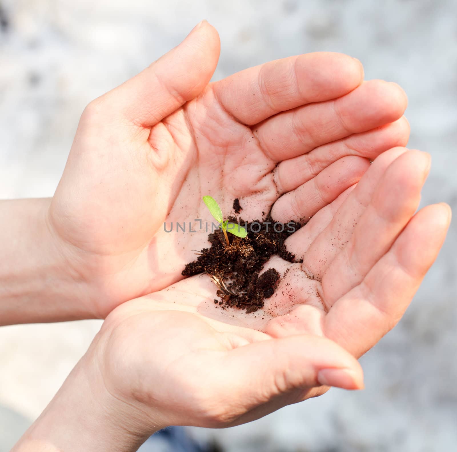 Hands holding small seeding with some ground against snow at spring