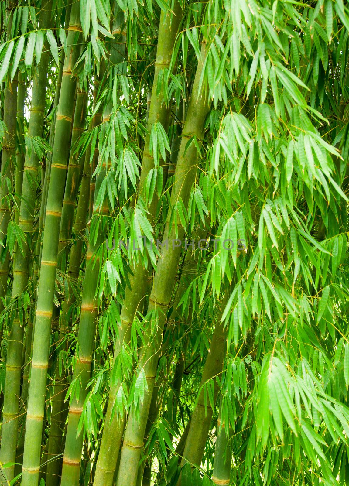 Green bamboo trees natural background