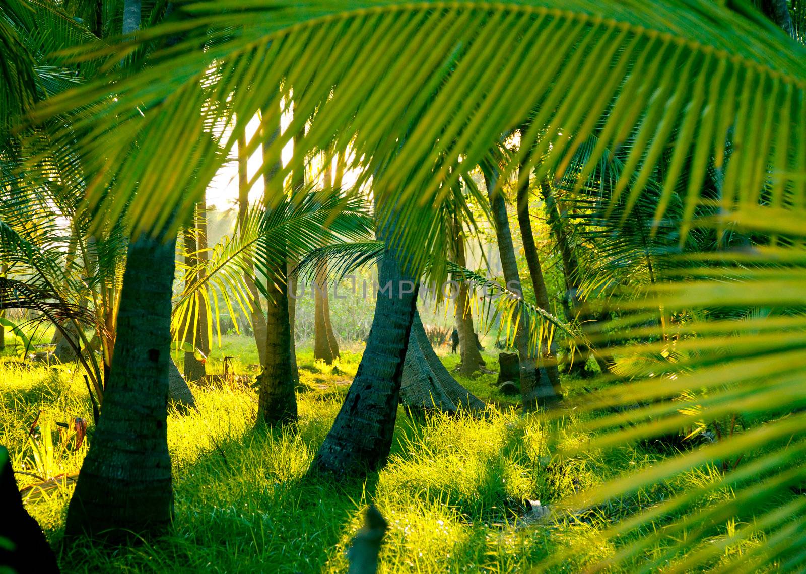 Sunlight rays pour through leaves in a rainforest at Sri Lanka