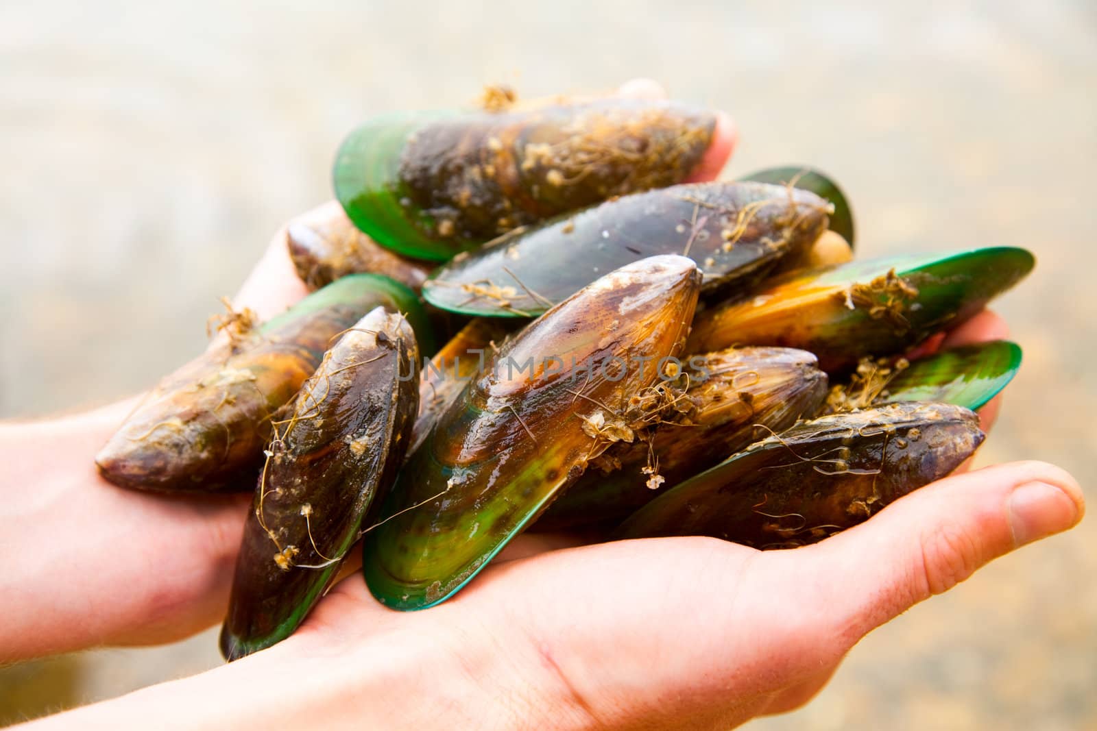 Hands holding fresh New Zealand green-lipped mussels