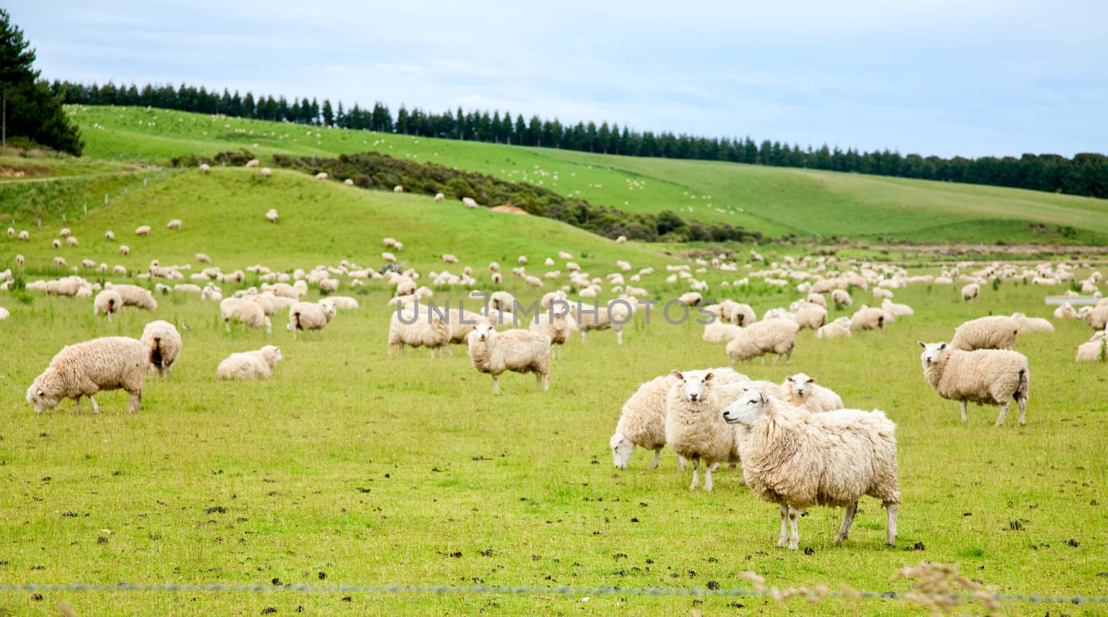 Sheeps at a pasture in New Zealand