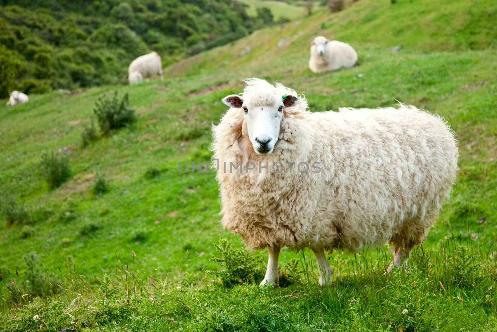 Sheep at a pasture in New Zealand