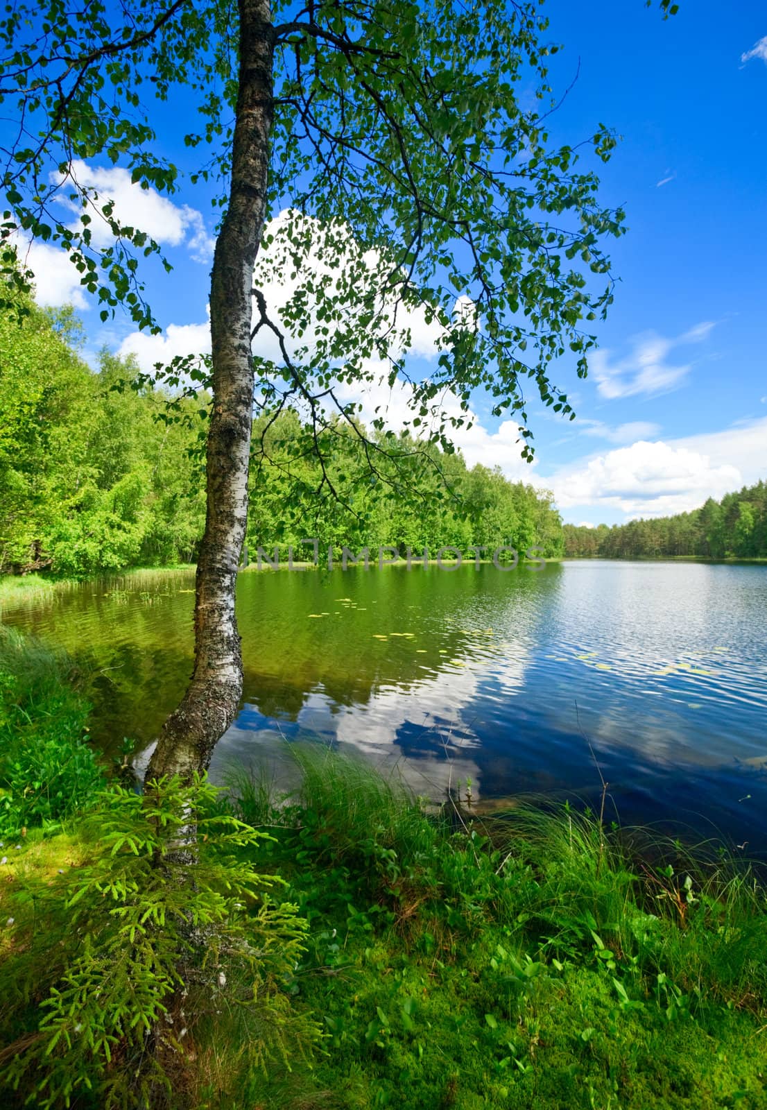 Summer day at remote forest lake